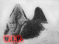 A-018 WIP - Ears!