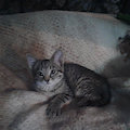 My new 3m old kitten, Rosie by BlackStarSlayer17