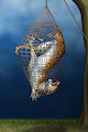 Engo Netted