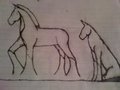 nemo horse and dog by amberm1992