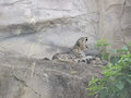 Favorite animal