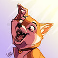Silly Shiba