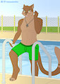 Pool ladder
