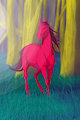 En el bosque / In the forest