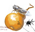 Cicada and the nature