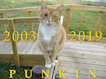 Punkin: 2003–2019 by CCritt93