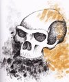 Homo erectus Skull