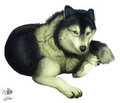 MalamuteMaybeHuskyWolf-Mix xD