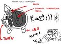 angry fox anatomy 1
