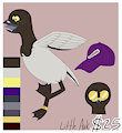 Little Auk Adoptable
