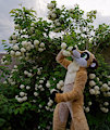 Sniff sniff by Timduru