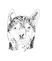 Husky #inktober