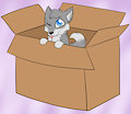 A Wolf in a Box by WolfeMan