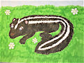 A SKUNK!