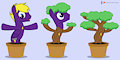 Labelled Arborescences (Bonsai Pegasus)