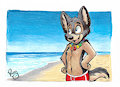 Rocky on the beach