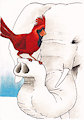 [C] Cardinal & Elephant