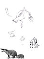 Study #8 - Erizo
