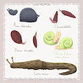 Gastropod