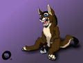 Donkeyote