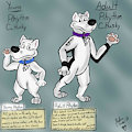 Rhythm C. Husky Young & Adult