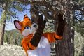 Hey Tree by Blitzkriegfox