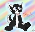 Who's a cute husky...you are