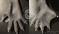 Webbed gloves project / current status / claws by lutra1975