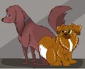 arineu single dog , shy 