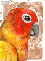 Sun conure - ACEO (ATC) Card