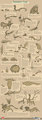Dreamworld Fauna Infographic by Dreamkeepers