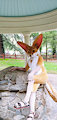 Fennek sitting pretty in a Gazebo