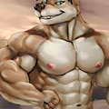 Brown wolf