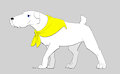 white schnauzer