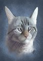 Pet Portait -- Cat