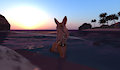 Fennec Sunset Beach