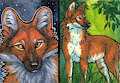 the dhole.