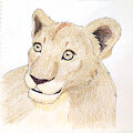 Cub Color Sketch by KiaraSLZ