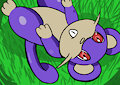Rattata