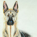 German shepherd by KiaraSLZ