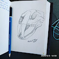 Saber Cat Skull