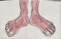 Margaret the Red Panda Footshot