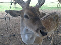 Hey there deer by Jokerfan79