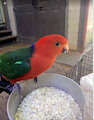 Australian King parrot by Jokerfan79