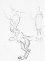 Hybrid leg anatomy