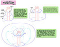 Inflation Tutorial- Part2 by tato
