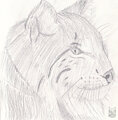 Another Lynx Sketch by gamepopper