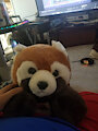 Pedro Rl Red panda plush by PedroDezTrezzi