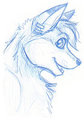 Moose 01