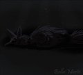 Little Black flower by Feathereredface